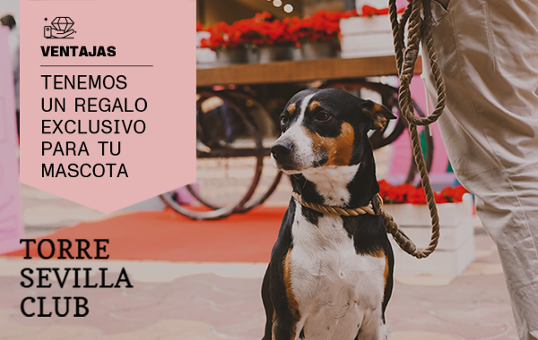 Tenemos un regalo exclusivo para tu mascota